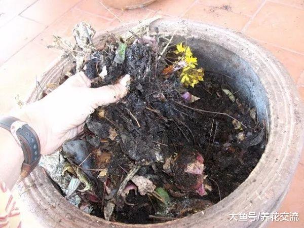 自己在家里用废弃的花盆就能制作有机堆肥, 只需要掌握7个技巧