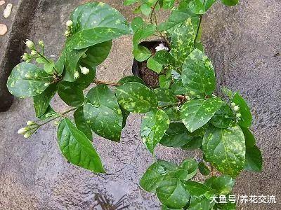 盆栽养护的茉莉花出现叶子卷曲的情况要怎么解救?