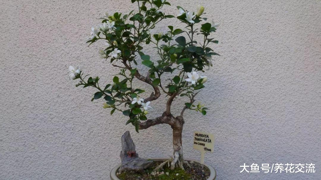 这些常见的盆栽植物都适合养成盆景, 养几十年都能存活
