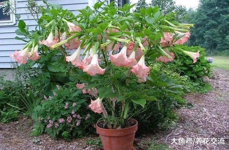 曼陀罗花为什么不太适合养在有宠物或小孩的家庭?