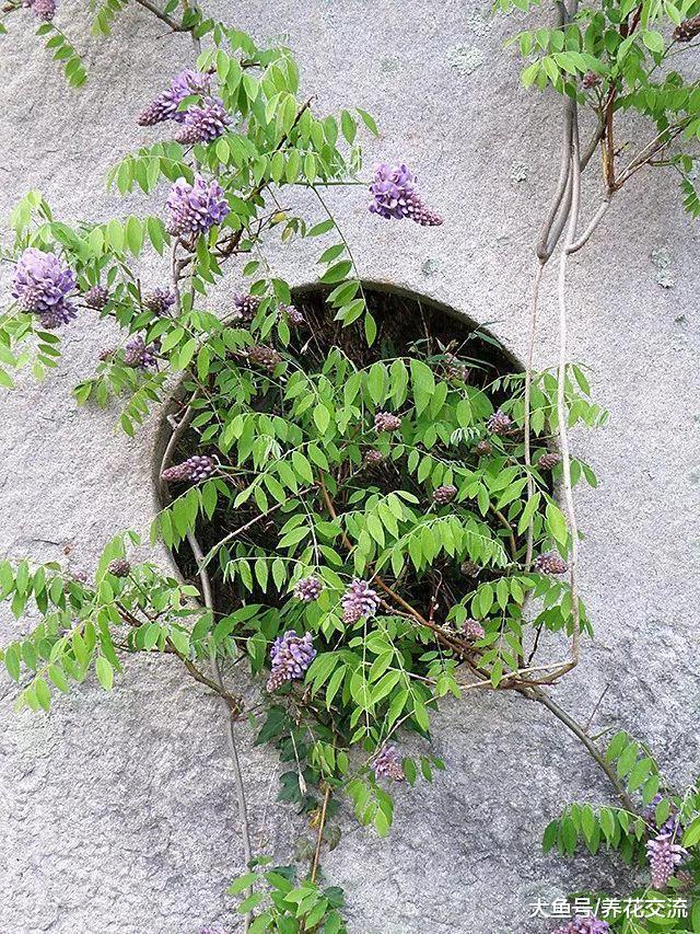 在院子里种出开满整个墙壁的紫藤花, 掌握这些技巧就足够了