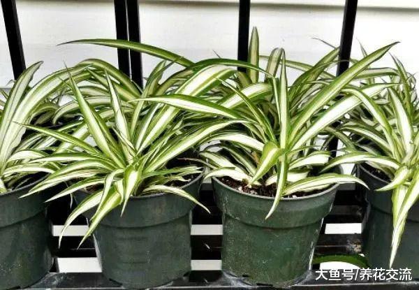 秋冬季节植物养在室内需要这几点额外照顾, 想养死花都难了