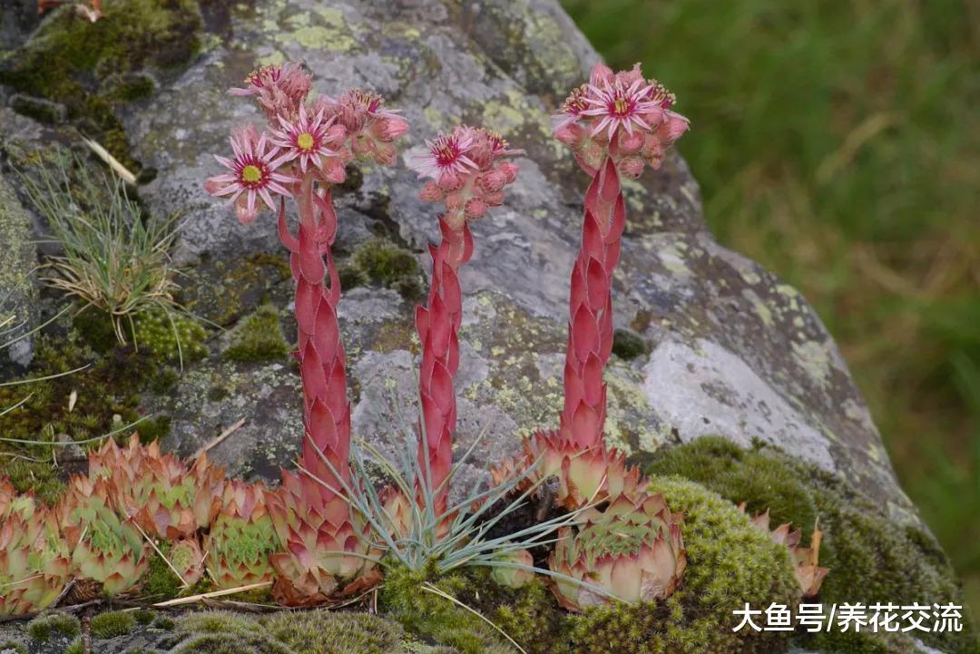 观音莲如何快速繁殖一整个阳台, 用这种方法在夏天也能生长旺盛