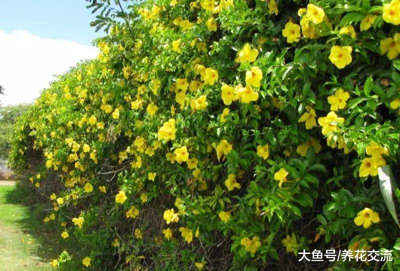 能够爬满整面墙的软枝黄蝉, 在夏秋季节能够保持不断开花