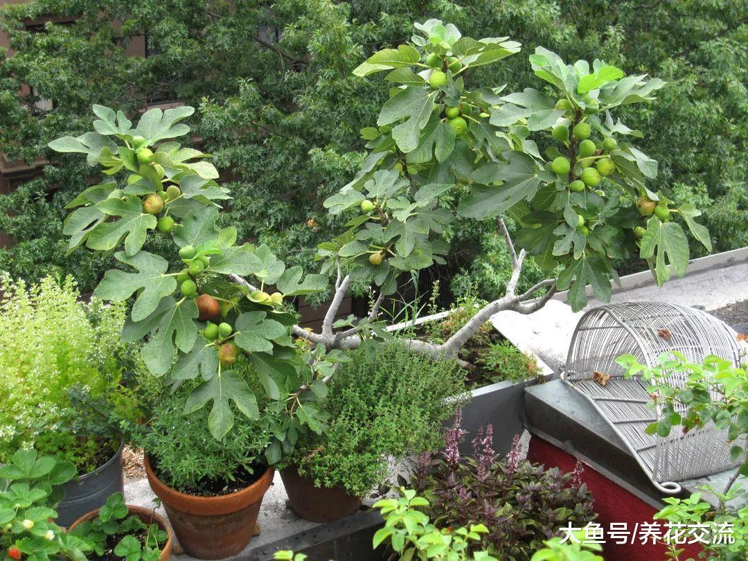 适合盆栽养护的观赏树, 养在室内也没有关系