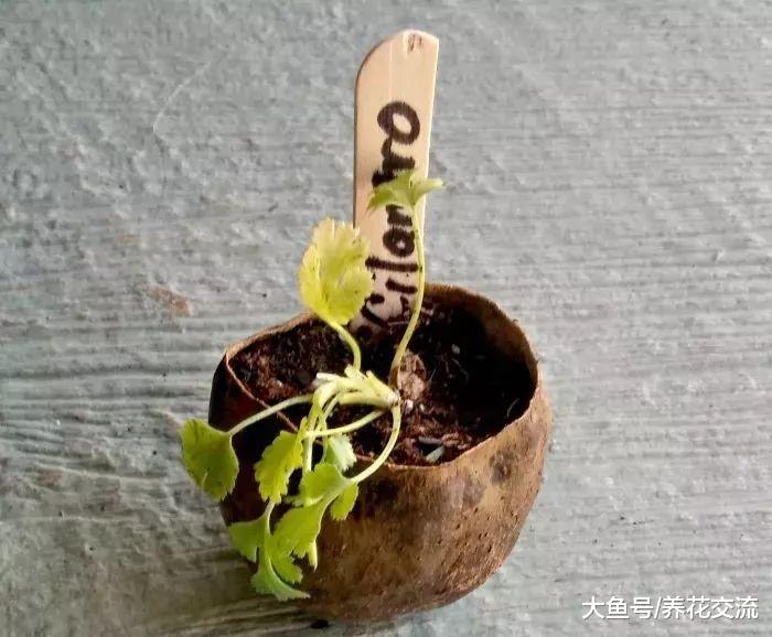 没有育苗盆可以用到这些废弃的材料, 让幼苗健壮生长
