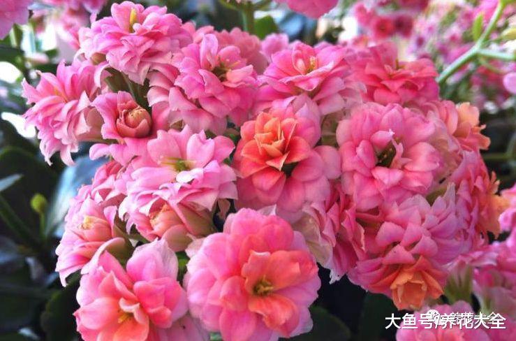 掉的花瓣别乱扔, 简单一加工, 就是养花好宝贝!