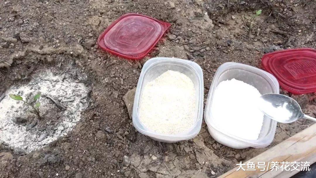 可以给植物补充钙和钾元素的鸡蛋壳, 使用方法特别简单