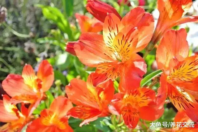 如果你喜欢橙色的花卉, 下面十种开花植物就很适合你