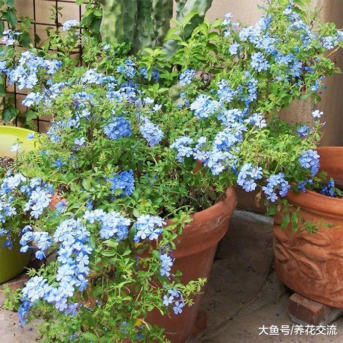 夏秋季节花儿开满一树的蓝雪花, 花朵可以持续到霜冻来临