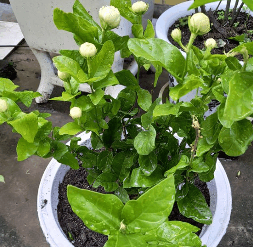 茉莉徒长爱减肥? 快治一治, “胖”起来满屋都飘香!