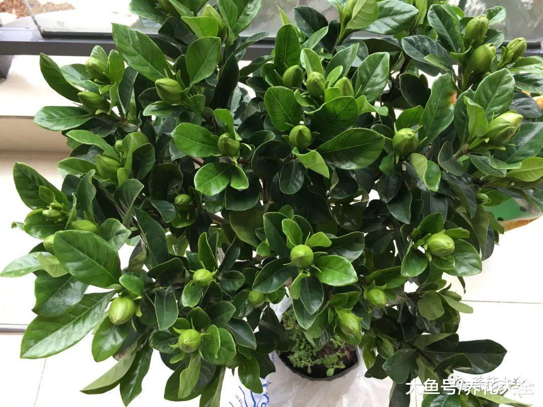 用啤酒来养栀子花, 叶子变得绿油油, 比花肥还管用!