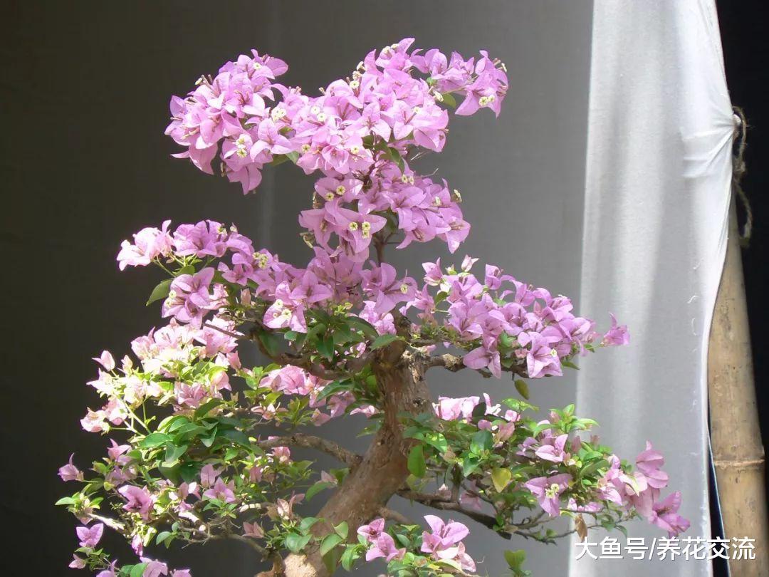 盆栽养护的三角梅枝叶生长特别旺盛, 但养了一两年都没办法开花