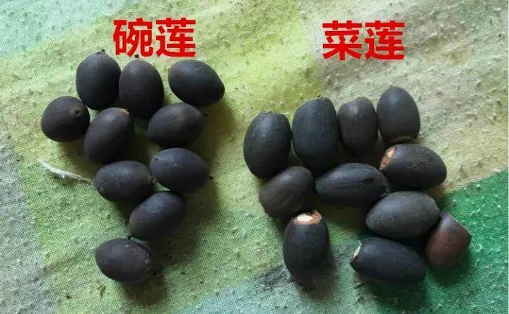 花骗子最爱卖的花, 不是假花就是死苗, 全是坑!