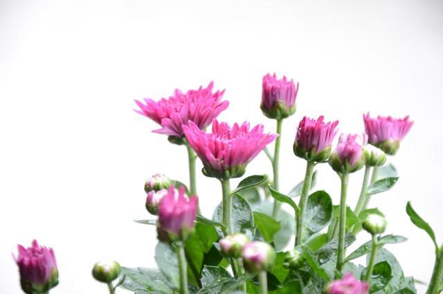你家的三角梅开花了吗, 注意这“4”点, 花儿从夏能开到冬!