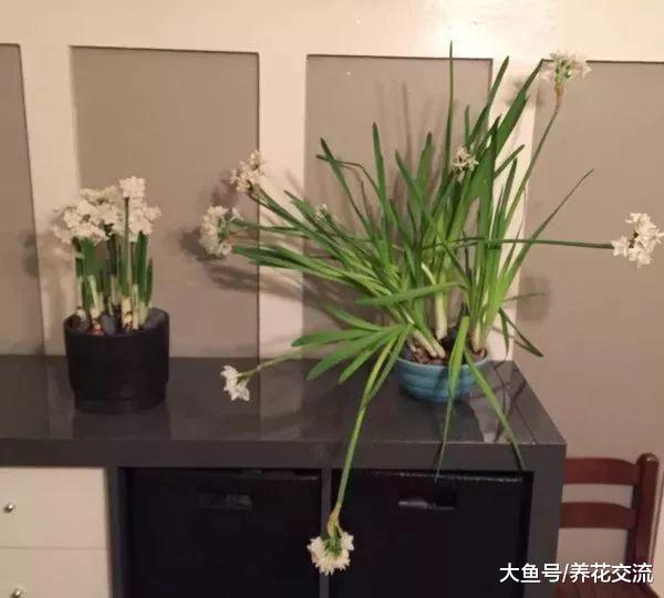 用一点酒精就可以很好地促进水仙开花, 你掌握这些技巧了么?