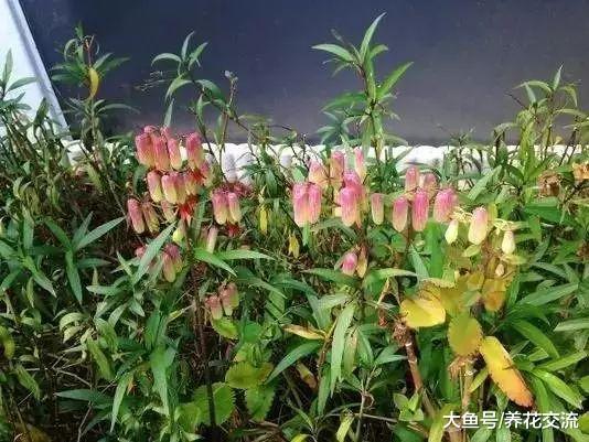 特别适合新手的7种盆栽多肉植物, 养室内也不容易挂掉