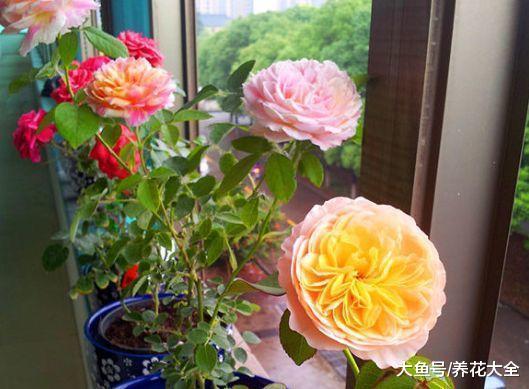 月季栀子咔嚓来1刀, 花苞蹭蹭冒, 爆盆啦