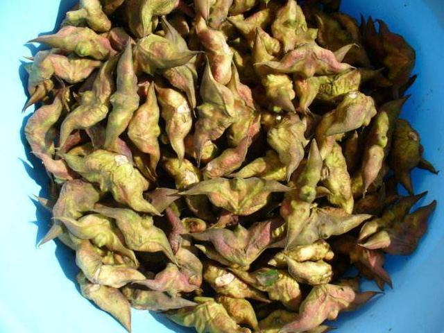 体重超过120斤的女人, 多吃这些食物, 刮掉多余脂肪, 想不瘦都难