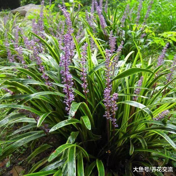 适合布置在家里阴暗处的观赏植物, 哪些会是你喜欢的品种