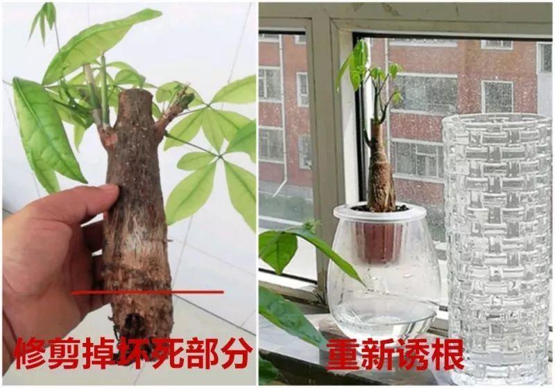 水里丢点料, 花根壮的像打药, 黄叶蚊虫全没了!