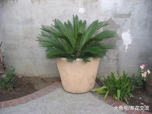 在院子里种上不用经常管理的铁树, 没想到结的果子还能吃