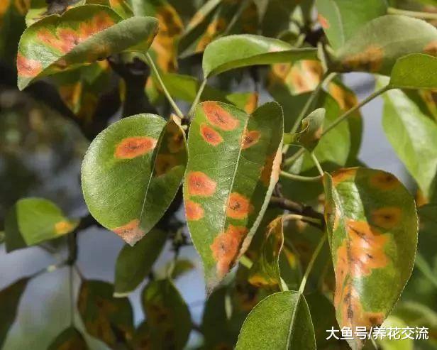 养在家里的盆栽植物特容易被这4种病害感染, 你知道如何处理不?