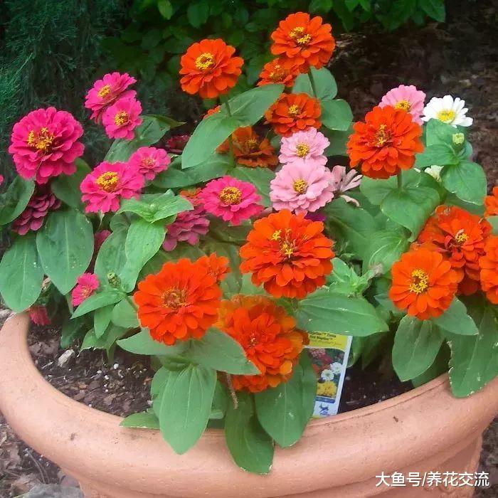 用百日草的种子播种培育, 秋天还能不断收获种荚