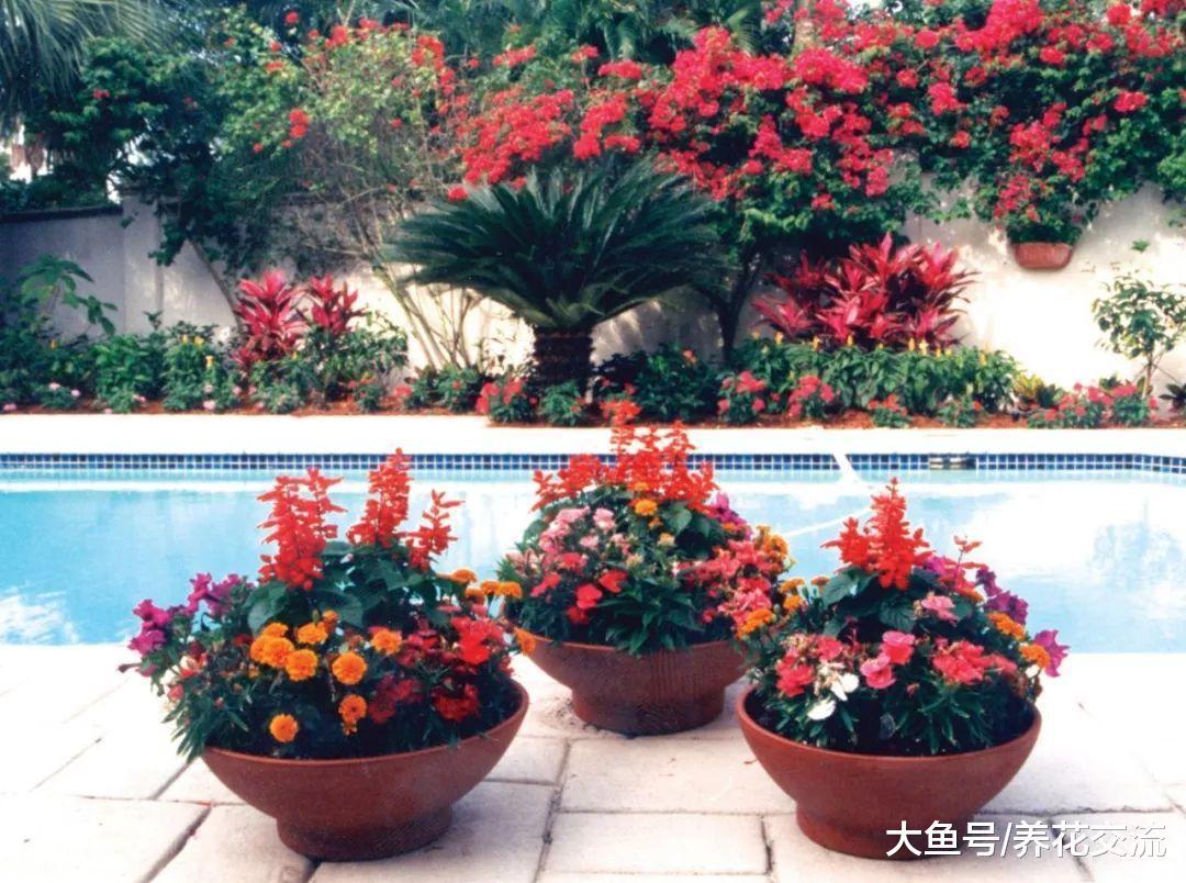 7种适合生长在阴凉处的开花植物, 养在树荫下都没有问题