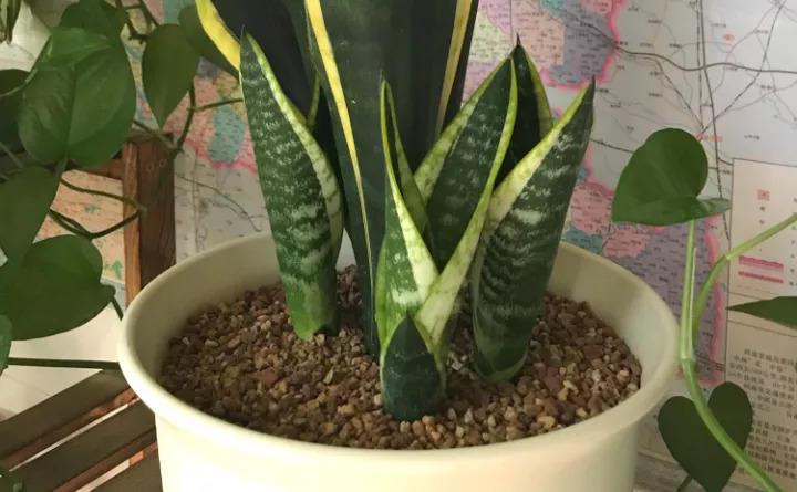 秋天养虎皮兰, 绕过这4个坑, 蹭蹭爆新芽!