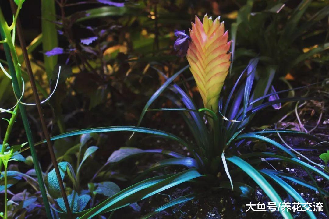 紫凤梨的花朵变绿之后很快就会枯萎, 这个是什么状况呢?