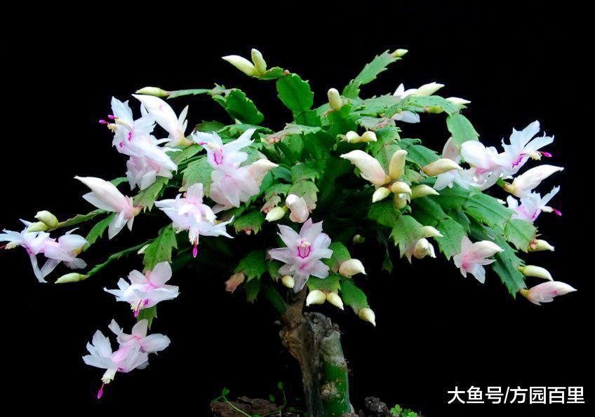 高贵优雅的冬季花卉——蟹爪(zhao)兰