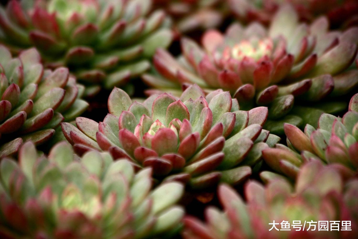 多肉植物室外养护还是室内养护?