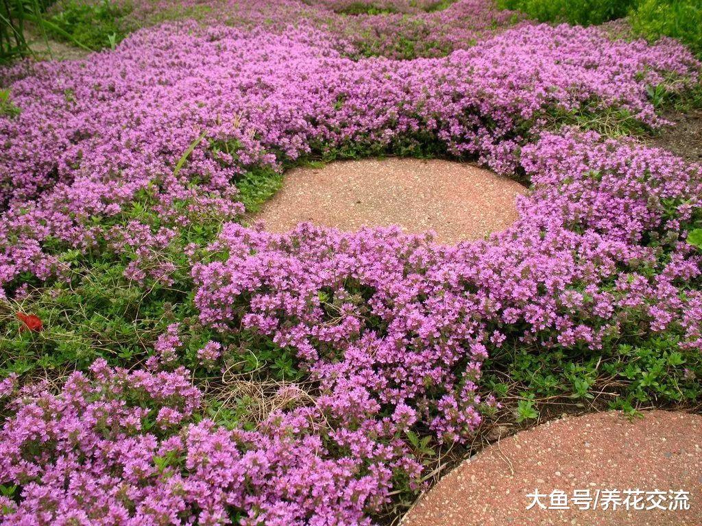 种在石板路旁边随便践踏也不会死的铺地百里香, 还有地毯般的花朵