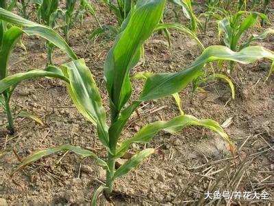 叶子发黄一定是缺了它! 教你几招, 叶子绿的发光!