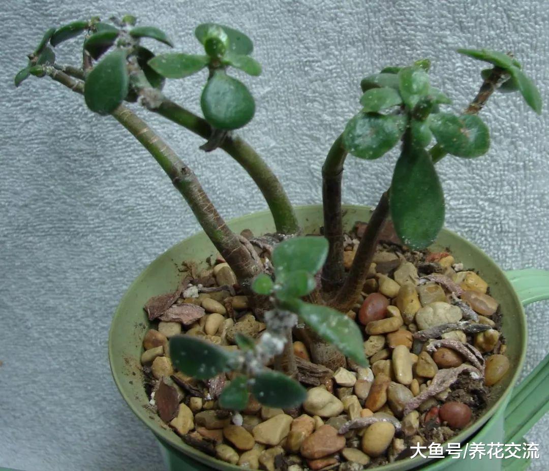 这6种室内盆栽植物常见害虫, 不用喷药也能彻底清除干净