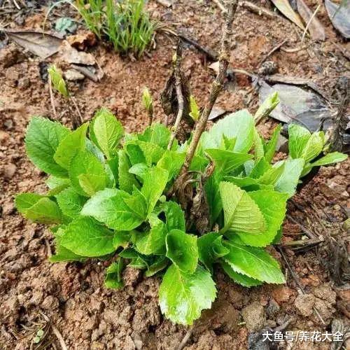 室内绣球这么养, 剪个枝种十盆, 一分钱不花!