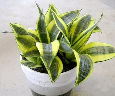 家里湿气重可不好, 这3种花养上盆, 除湿超有效!