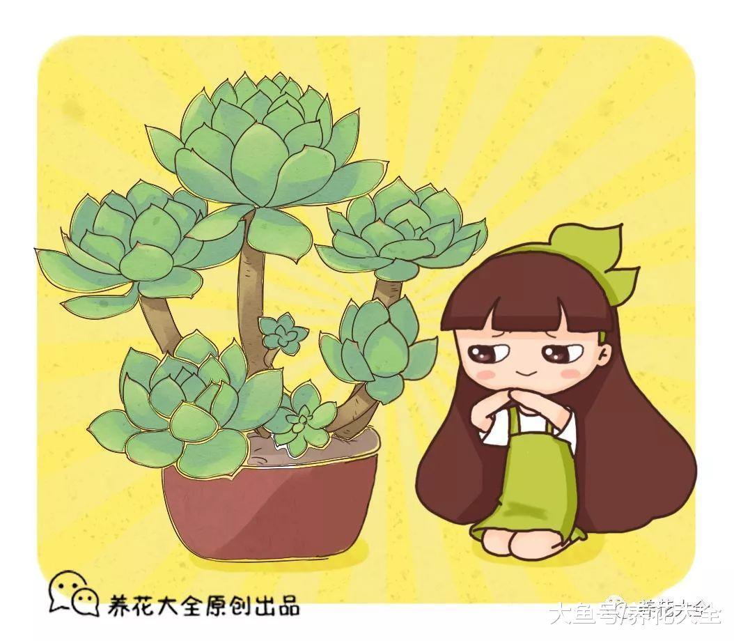 想把多肉养成老桩, 只需4步, 身价立马翻数倍!