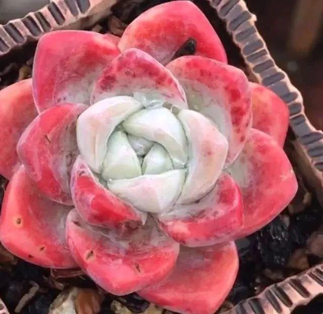 这10种多肉, 各个颜值爆表, 全都想搬回家!