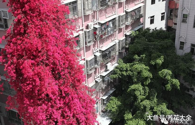 100年的杜鹃开花千朵, 15年的三角梅8层楼高, 咋养的?