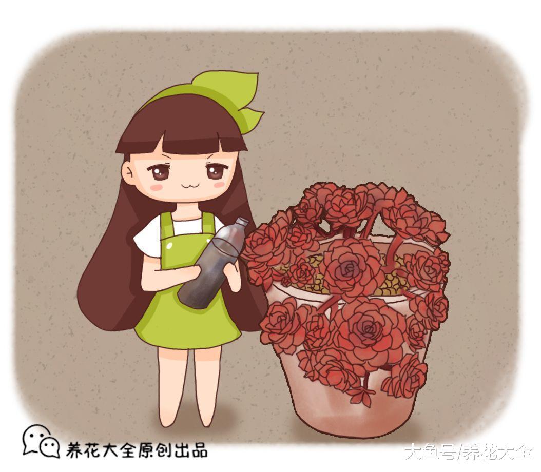 喂猪的东西, 拿来养多肉, 竟然肥得比拳头还大!