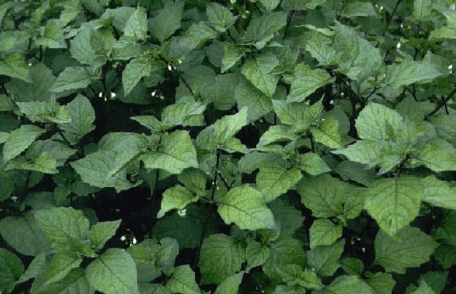 山上的野果子, 如今的“解毒王”, 种1盆在家清热去火!