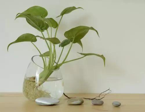 水培植物不只是放营养液就可以了, 对症下药活多久都不是问题!