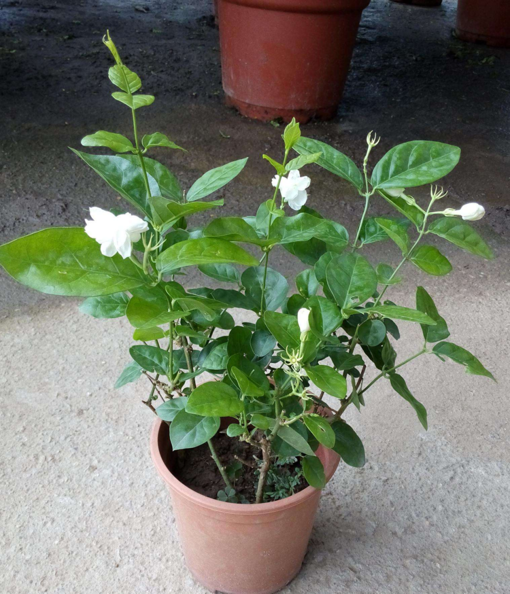 茉莉花冬天养, 盆里放几粒小东西, 保暖效果好, 来年嫩叶冒不停!