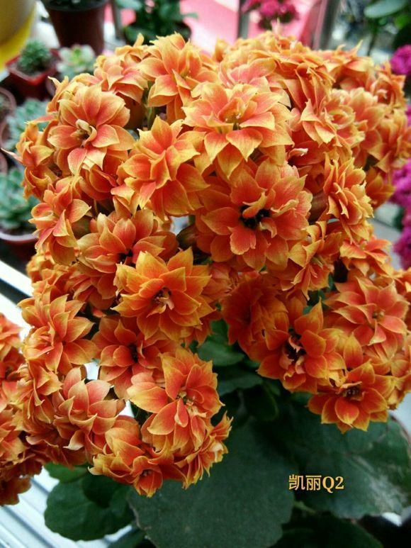 花也爱吃大米饭, 1次能吃3大碗, 转眼窜成绿瀑布!