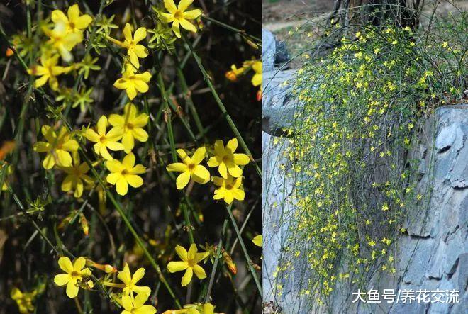 冬季爬满墙的迎春花, 能够开满一大片金黄色的花朵