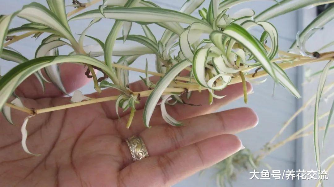 让吊兰不断长出小婴儿的技巧, 这种方式可以让你得到更多的分枝