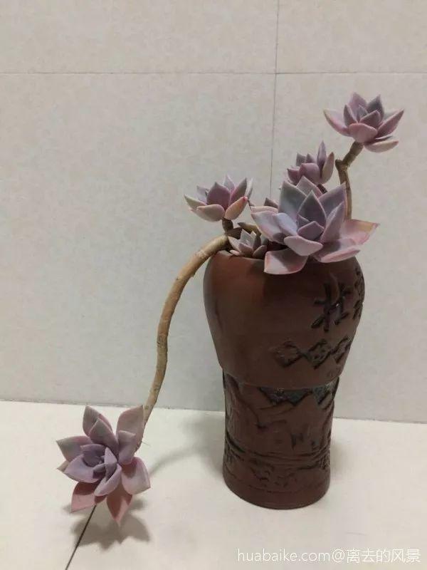 家里的酒瓶别浪费, 直接拿来养多肉, 比买的还要好看!