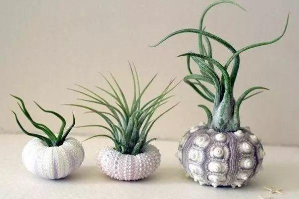 这6种小花, 书桌茶几上摆一盆, 健康又干净!